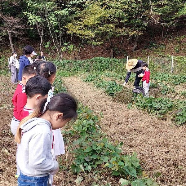 24.10.28. 현장체험학습-고구마캐기